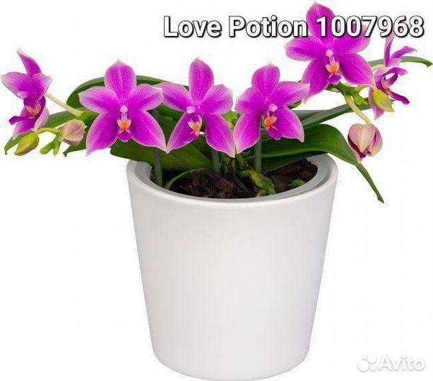 Орхидеи подростки