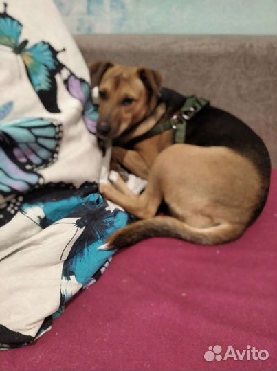 Ищем дом собаке