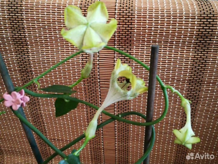 Церопегии разные