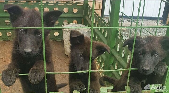 Немецкая овчарка