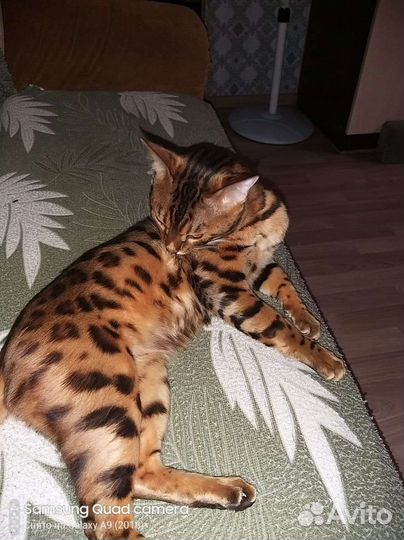 Бенгальский кот вязка
