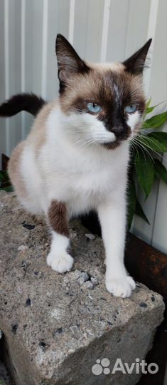 Сиамские кошечки