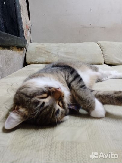 Кошки в добрые руки