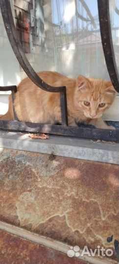 Котята разного окраса -район цирка, возраст 4мес