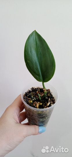 Сциндапсусы разные