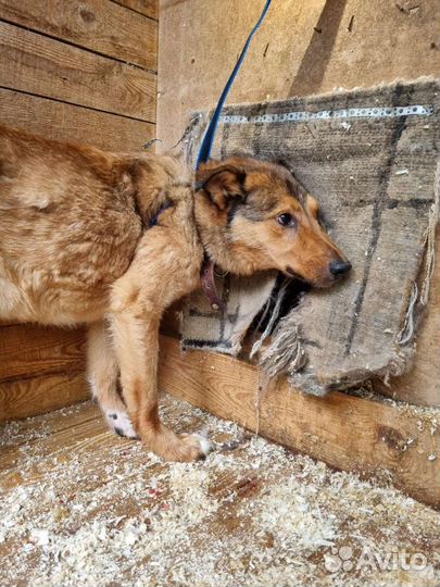 Добрый Лобзик - изгой в приюте