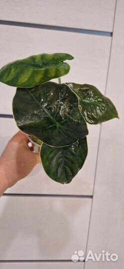 Алоказия Азлани