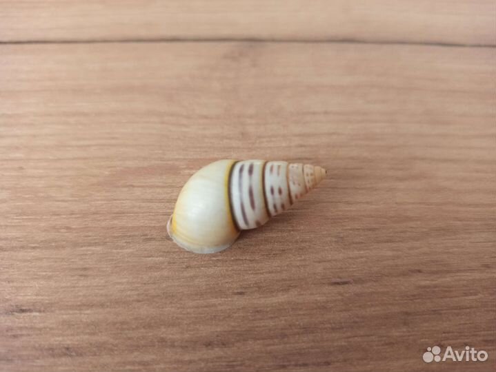 Морская раковина