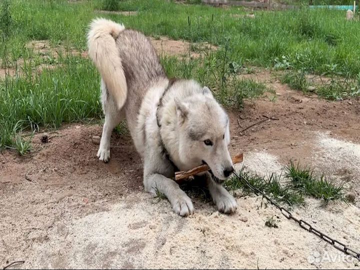 Собачье лакомство. От производителя