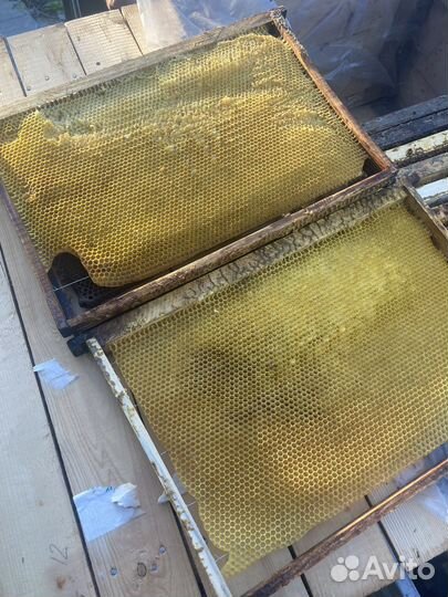 Сушь для пчел