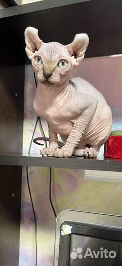 Канадский сфинкс