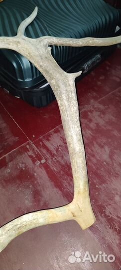 Продам рога оленя