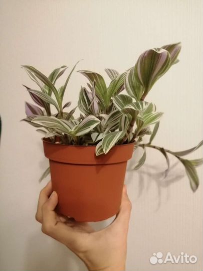 Традесканции белая, зеленая