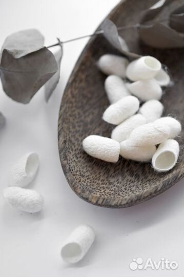 Коконы шелкопряда