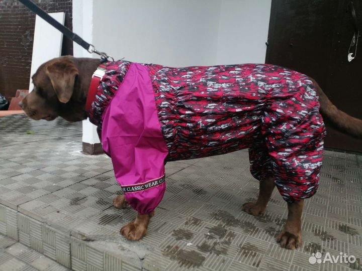 Одежда для собак