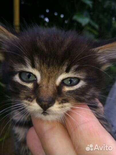 Вызов ветеринарного врача на дом