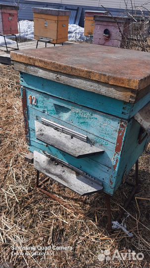 Продам пчелосемьи