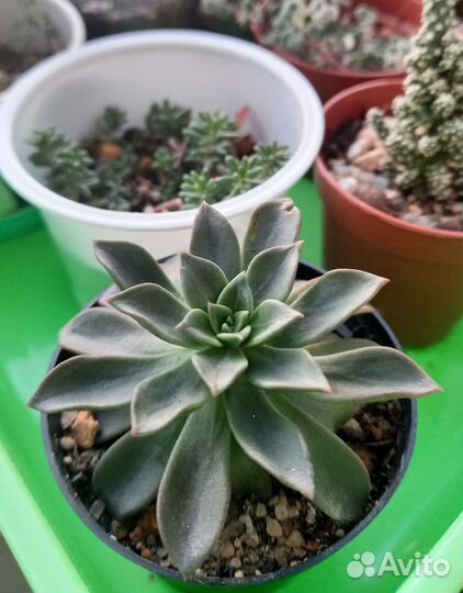 Суккуленты