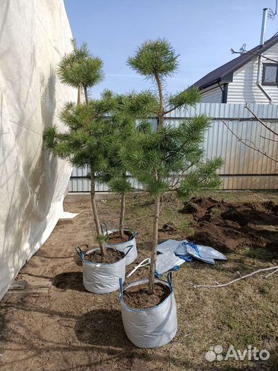 Сосна обыкновенная