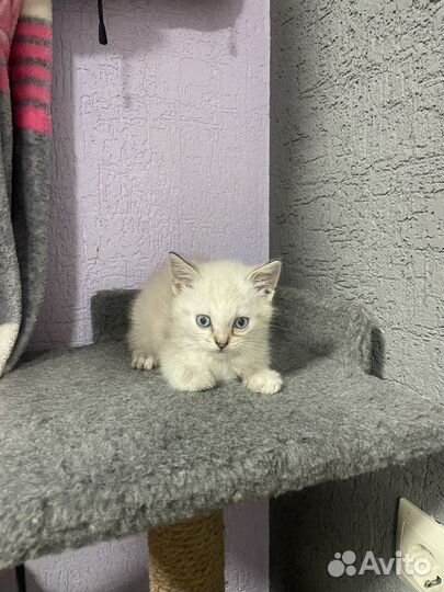 Тайская кошечка