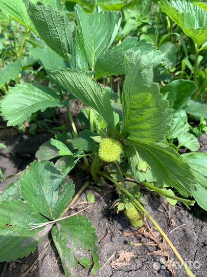 Клубника Клон саженец