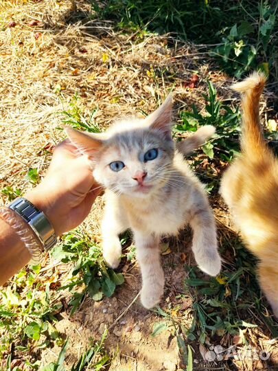 Котята бесплатно
