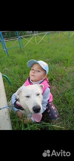 Отдам щенков в добрые руки, помесь лабрадора