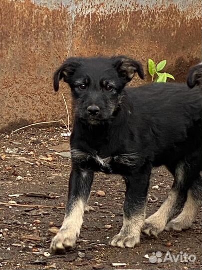 Щенки в добрые руки