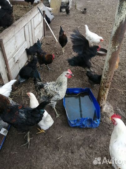 Куры молодки