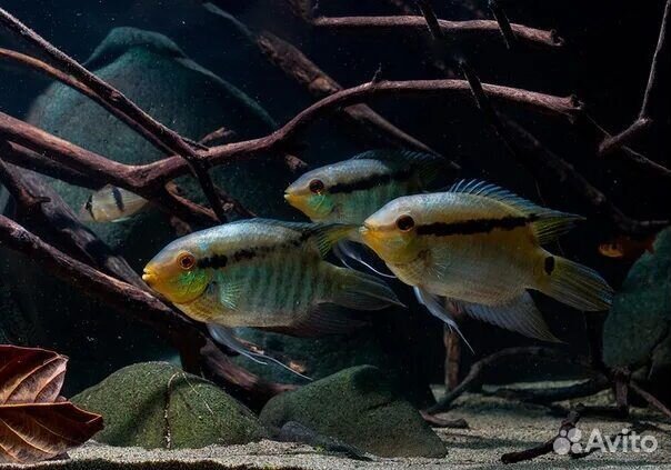 Мезонаута рыба