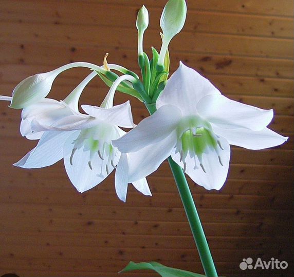 Эухарис амазонская лилия