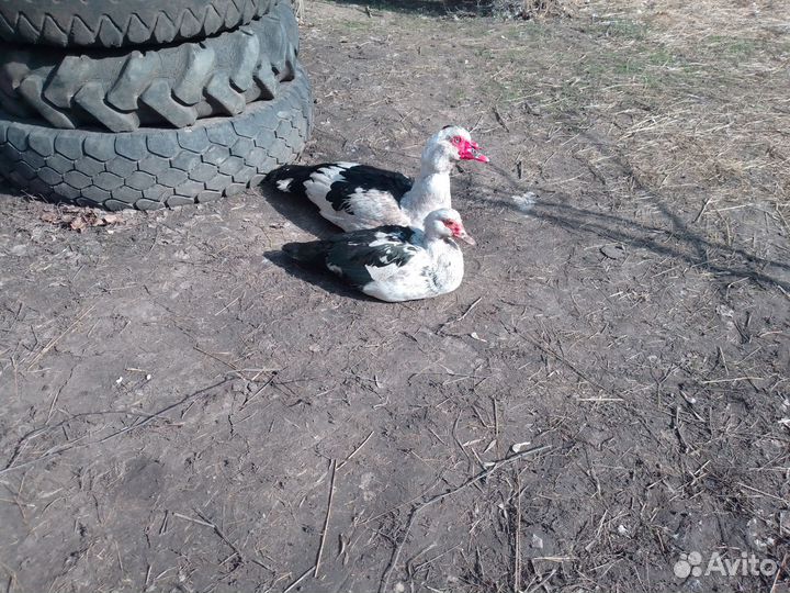 Продам Индоутаков