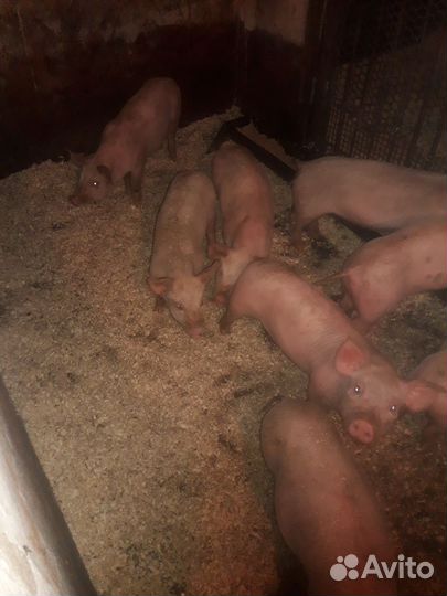 Поросята 2 месяц