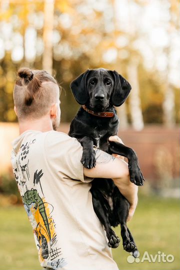 Джаред, метис курцхаара ищет опытных хозяев