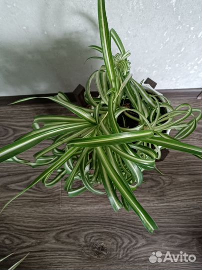 Хлорофитум кудрявый