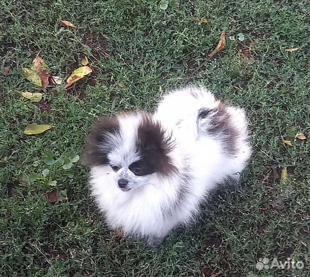 Девочки шпиц