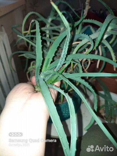 Алоэ столетник