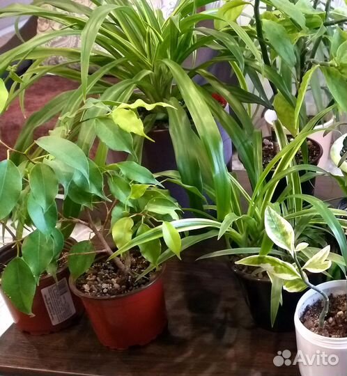 Комнатные растения цветы