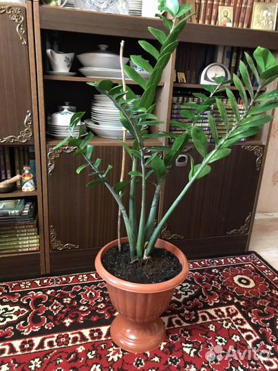 Замиокулькас