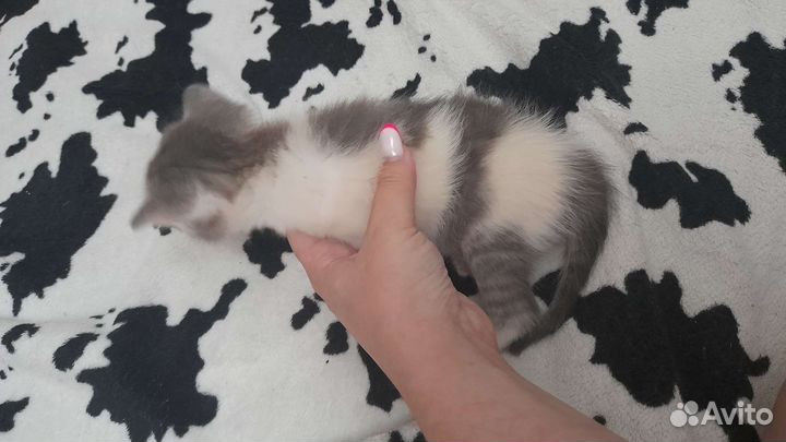 Кошка в дар