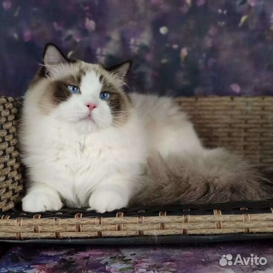 Rikki, в разведение, шоу рэгдолл