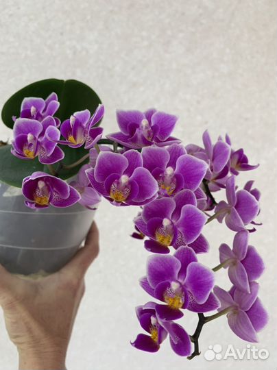 Орхидея фаленопсис