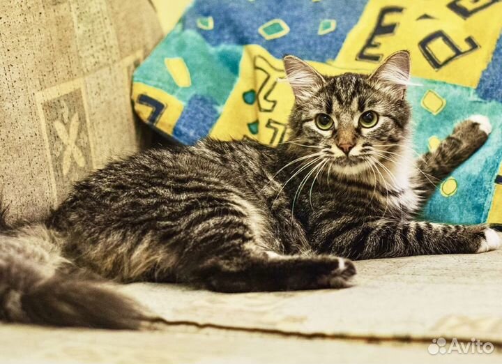 Муся пушистая сибирячка в дар заботливым хозяевам