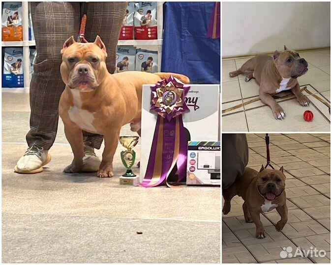 Американский Булли покет вязка