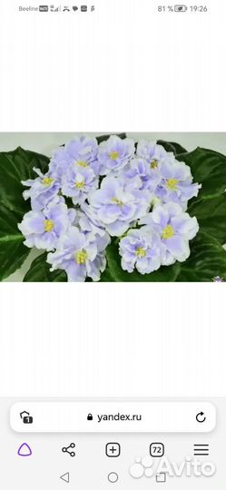 Детки сортовых фиалок