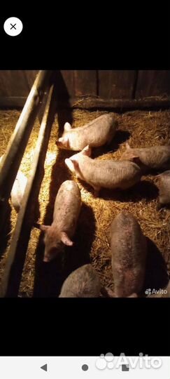 Поросята домашние