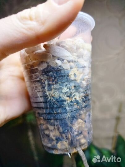 Каладиум Ред Флеш