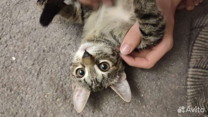 В добрые руки