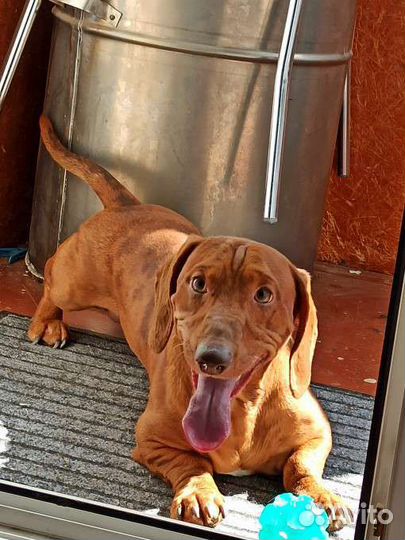 Такса Вязка кобель