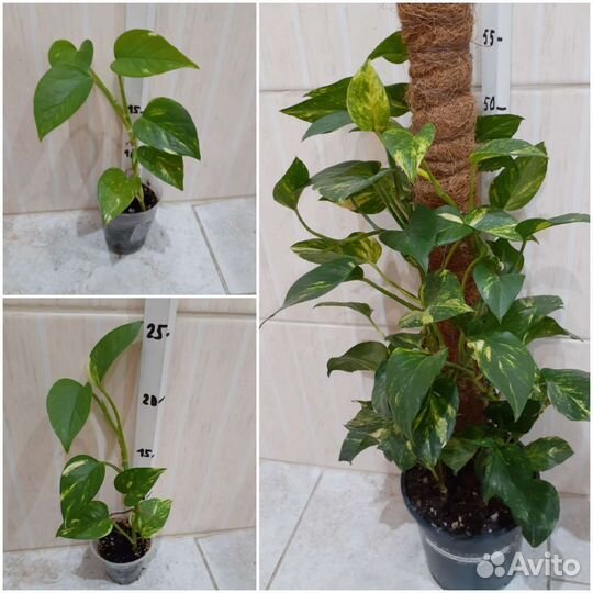 Сциндапсус Дарк Форм, Эпипремнум, Филодендрон